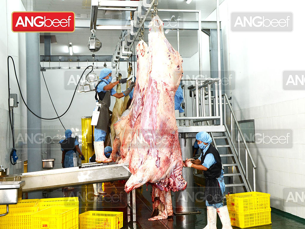 Penanganan dan Penyembelihan Sapi Yang Baik Dapat Mempengaruhi Kualitas Daging