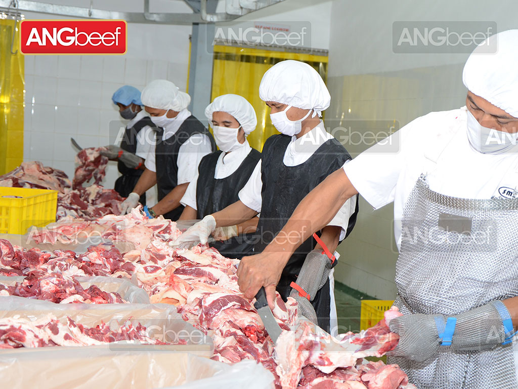Proses Produksi Daging Sapi